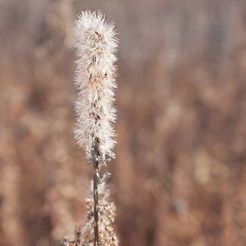 Liatris