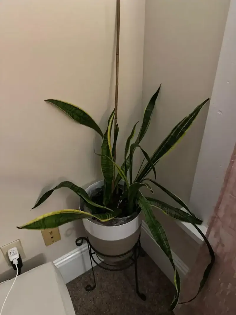 Light can weaken leaves or scorch them