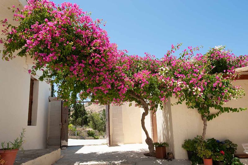 Light, water, and pruning still control much of the bloom display