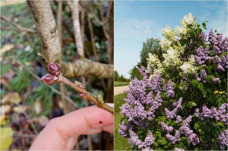 Lilac buds for next spring form after this year’s bloom