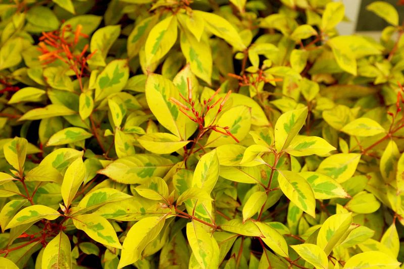 Lime Sizzler Firebush