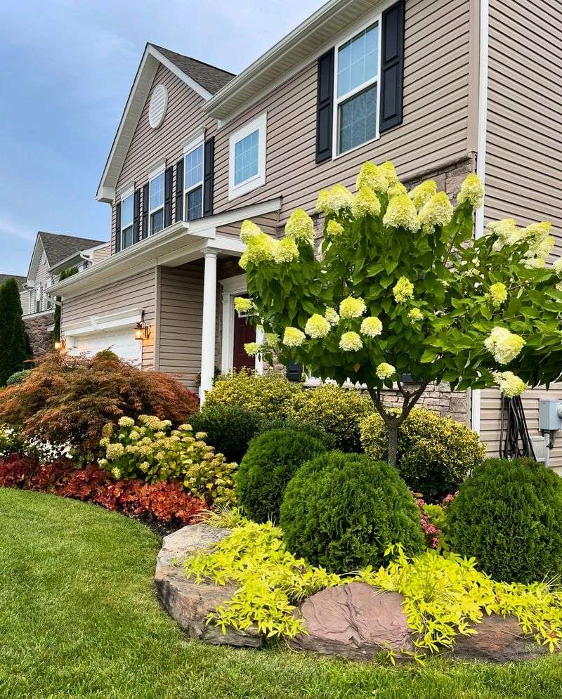 Limelight Panicle Hydrangea