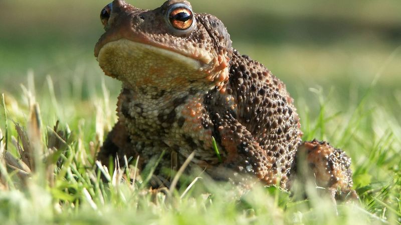 Limit chemical exposure and protect pets