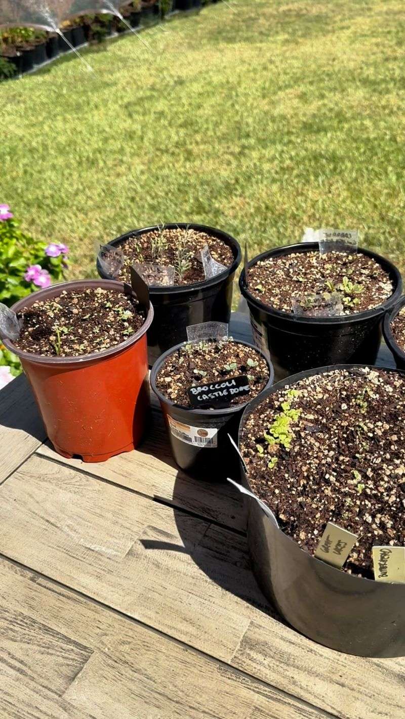Lingering heat can disrupt a Central Texas fall planting
