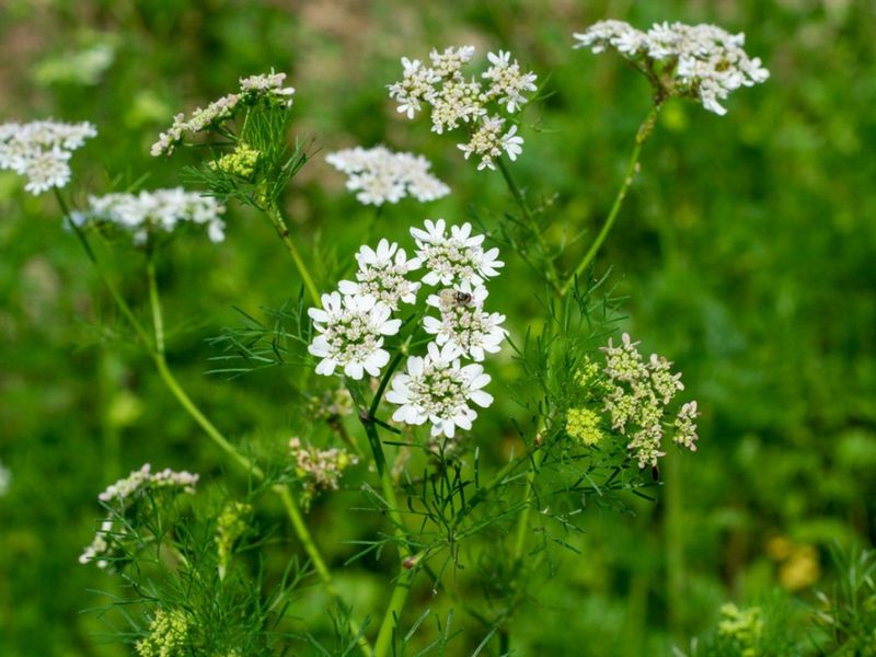Lingering warmth and long days push cilantro toward seed Lingering warmth and long days push cilantro toward seed