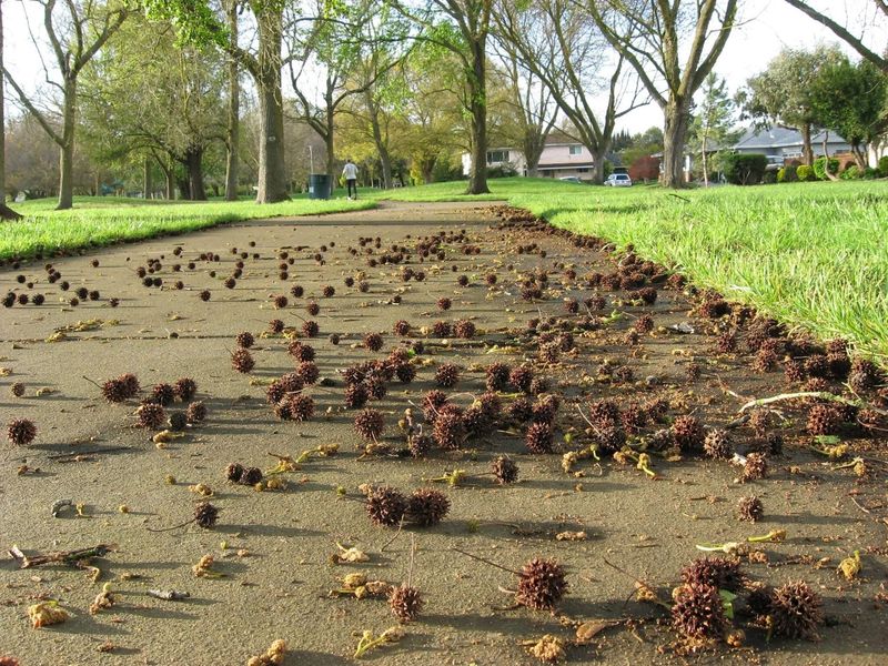 Liquidambar (Sweetgum) Liquidambar (Sweetgum)