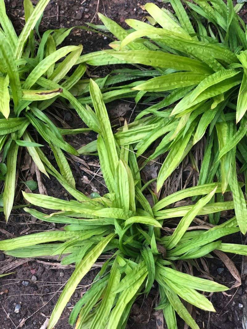 Liriope Liriope