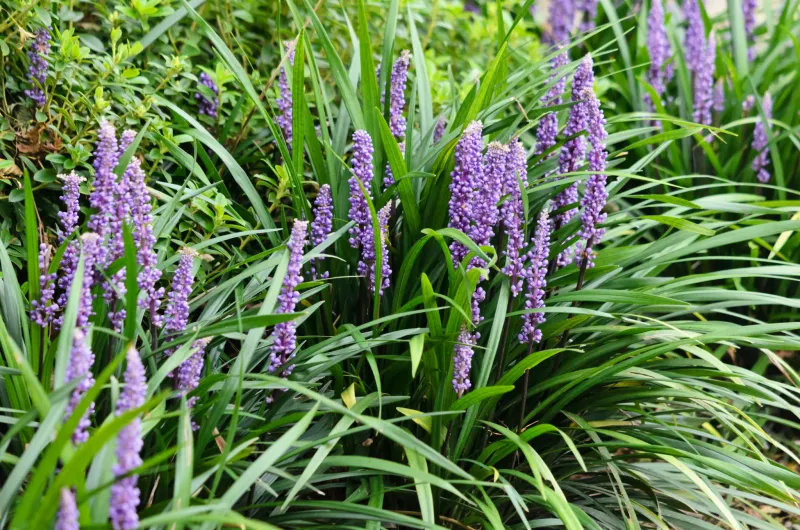 Liriope