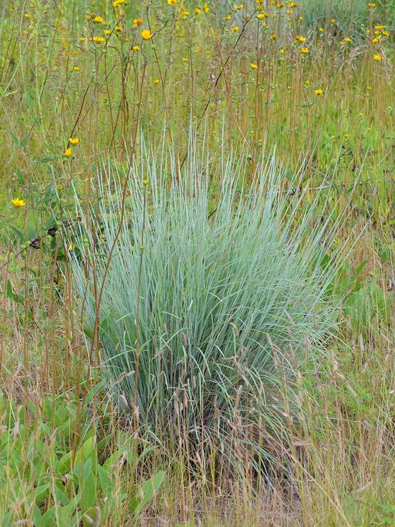 Little Bluestem Little Bluestem