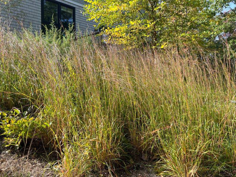 Little Bluestem Carries Color and Form Into Fall and Winter Little Bluestem Carries Color and Form Into Fall and Winter
