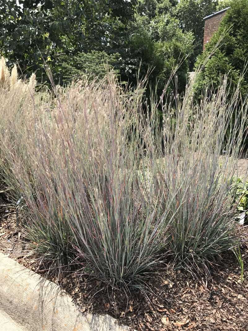 Little Bluestem Is a Strong North Carolina Candidate