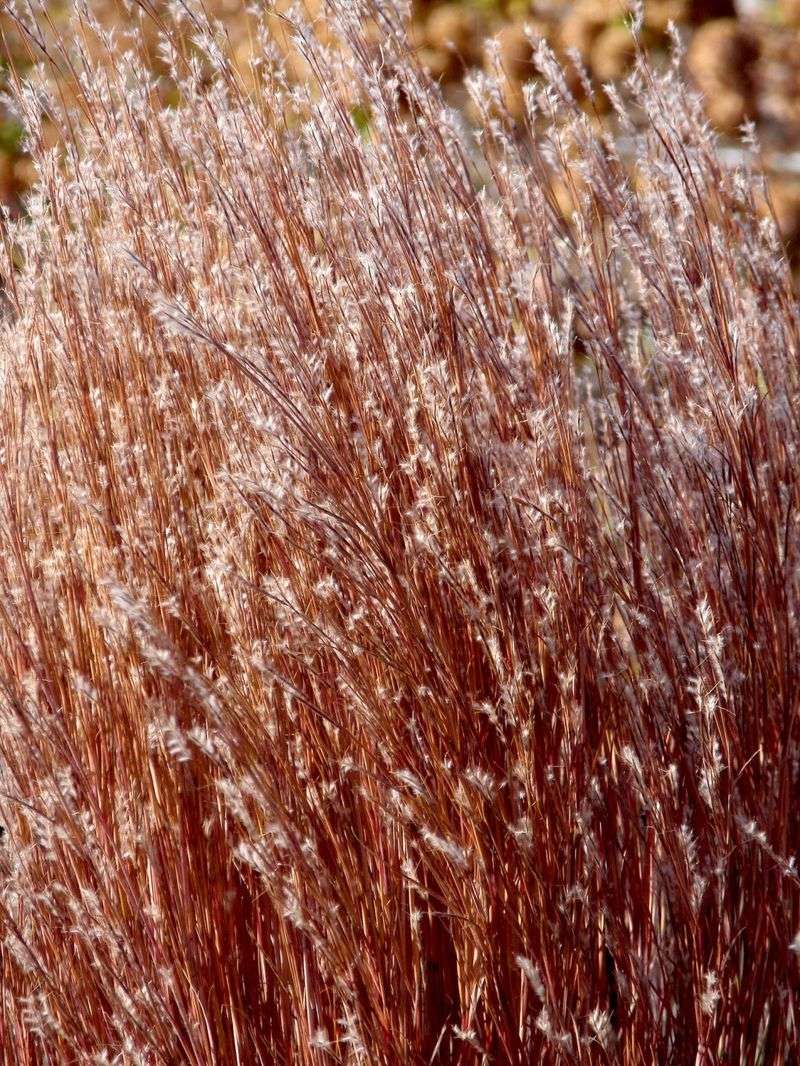 Little Bluestem (Schizachyrium scoparium)