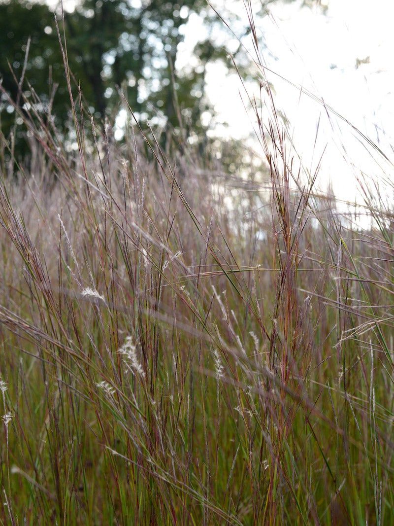 Little Bluestem