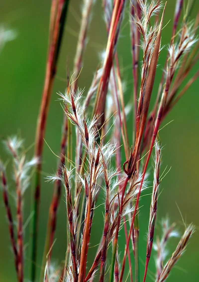 Little Bluestem