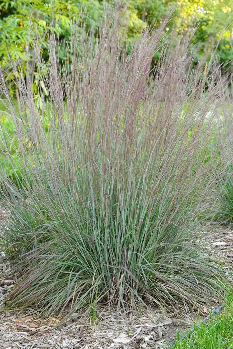 Little bluestem is a strong candidate for a tough mid-height edge Little bluestem is a strong candidate for a tough mid-height edge