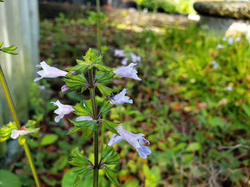 Littlewoman Sage