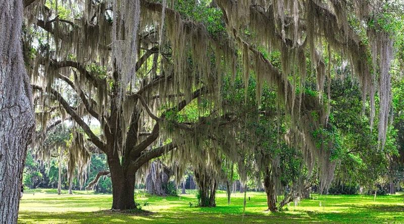Live Oak