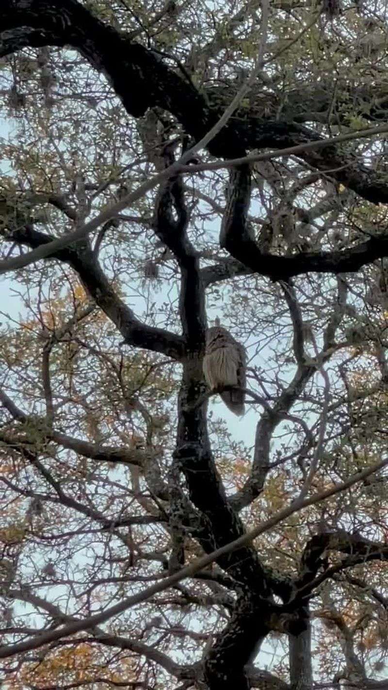 Live Oak