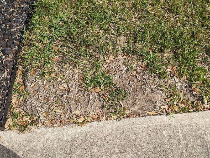 Living stolons can fill some damage, but dead turf needs replacement