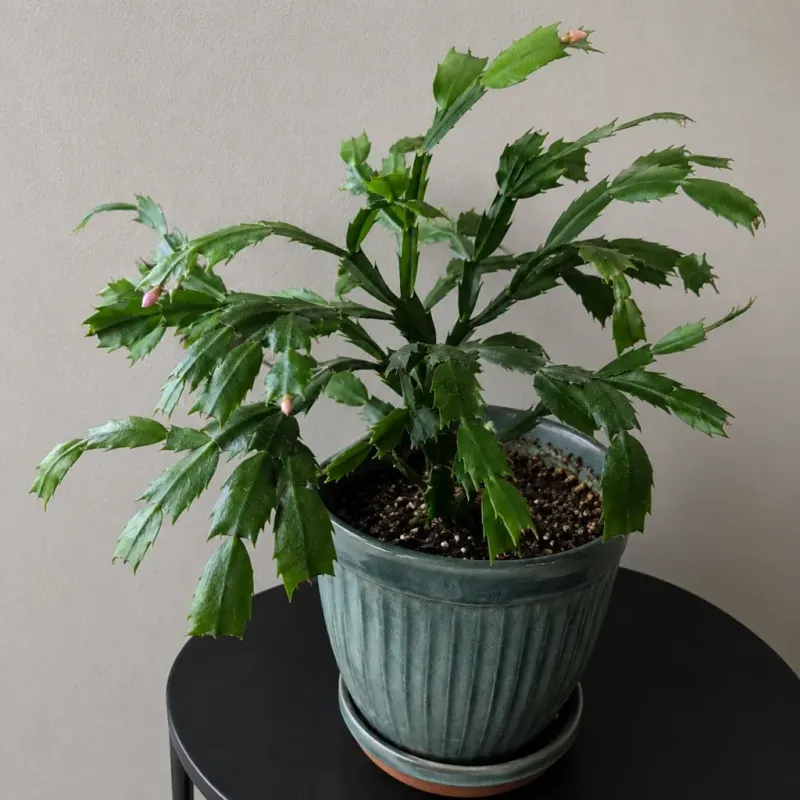Long nights and cool conditions can encourage buds