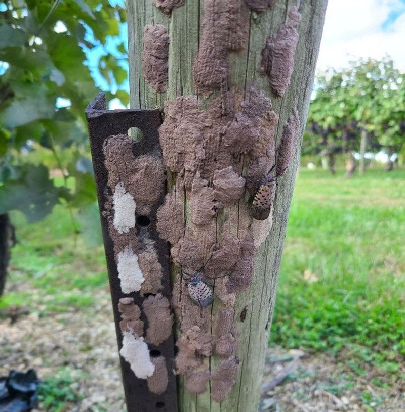 Look beyond tree bark without overlooking trees Look beyond tree bark without overlooking trees