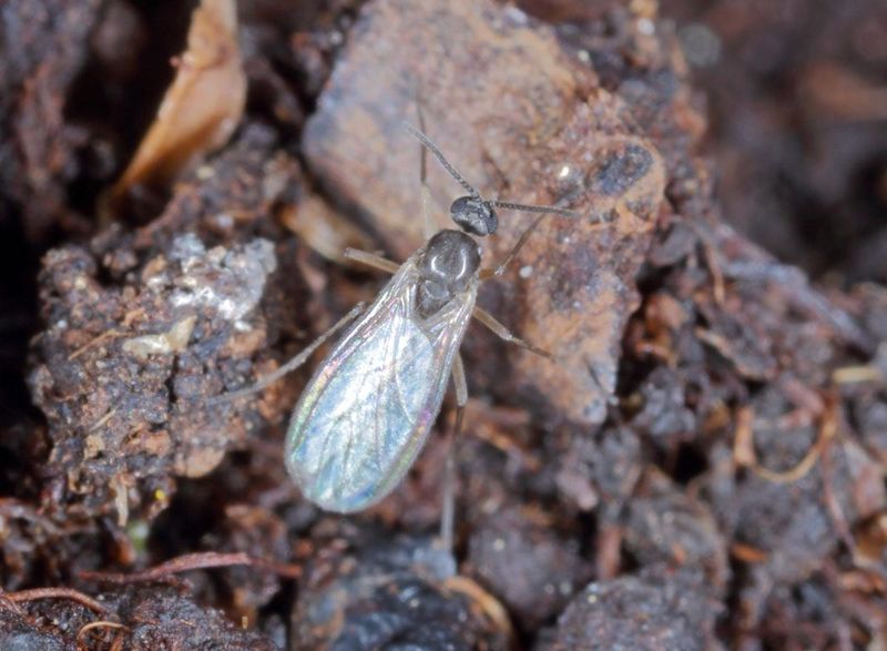 Look for Fungus Gnats Hovering Above the Pot