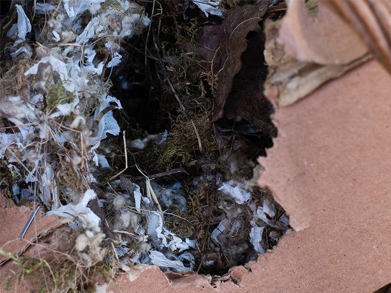 Look for rodent evidence before you act