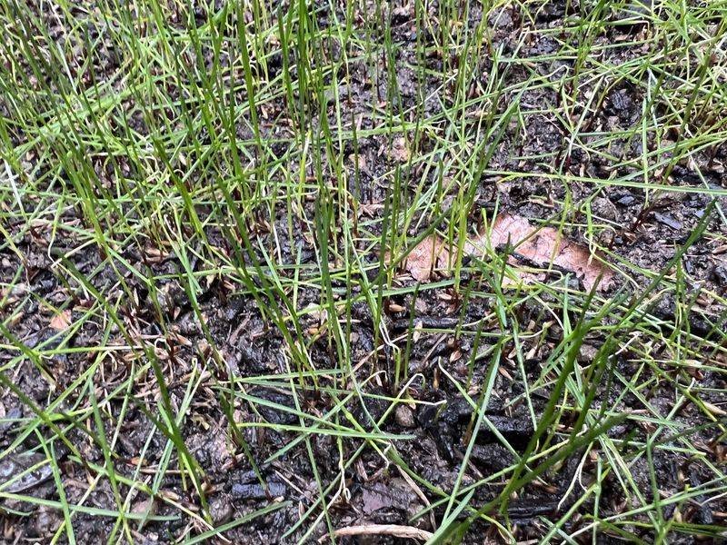 Look for signs that point beyond watering