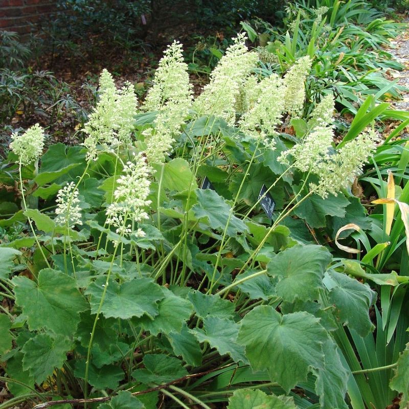 Look for the native species *Heuchera villosa*