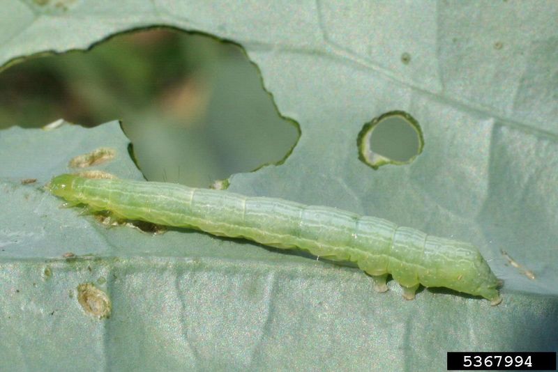 Look underneath the leaves for clues that support a looper diagnosis