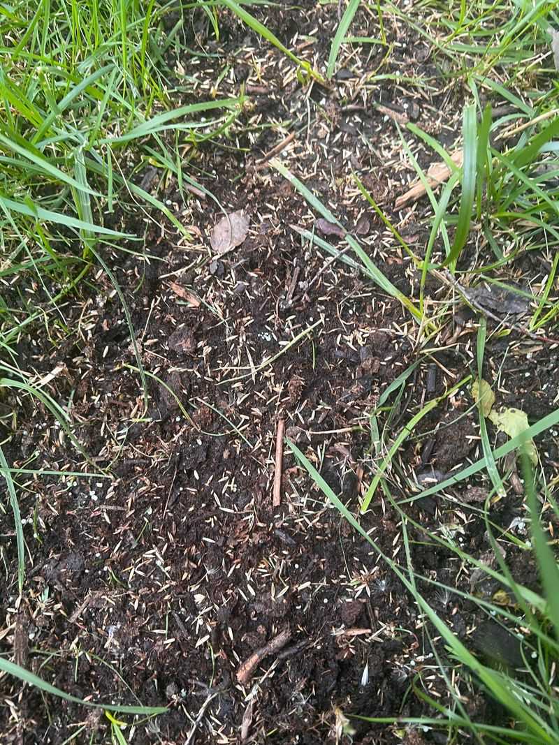 Loose surface seed faces a higher establishment risk