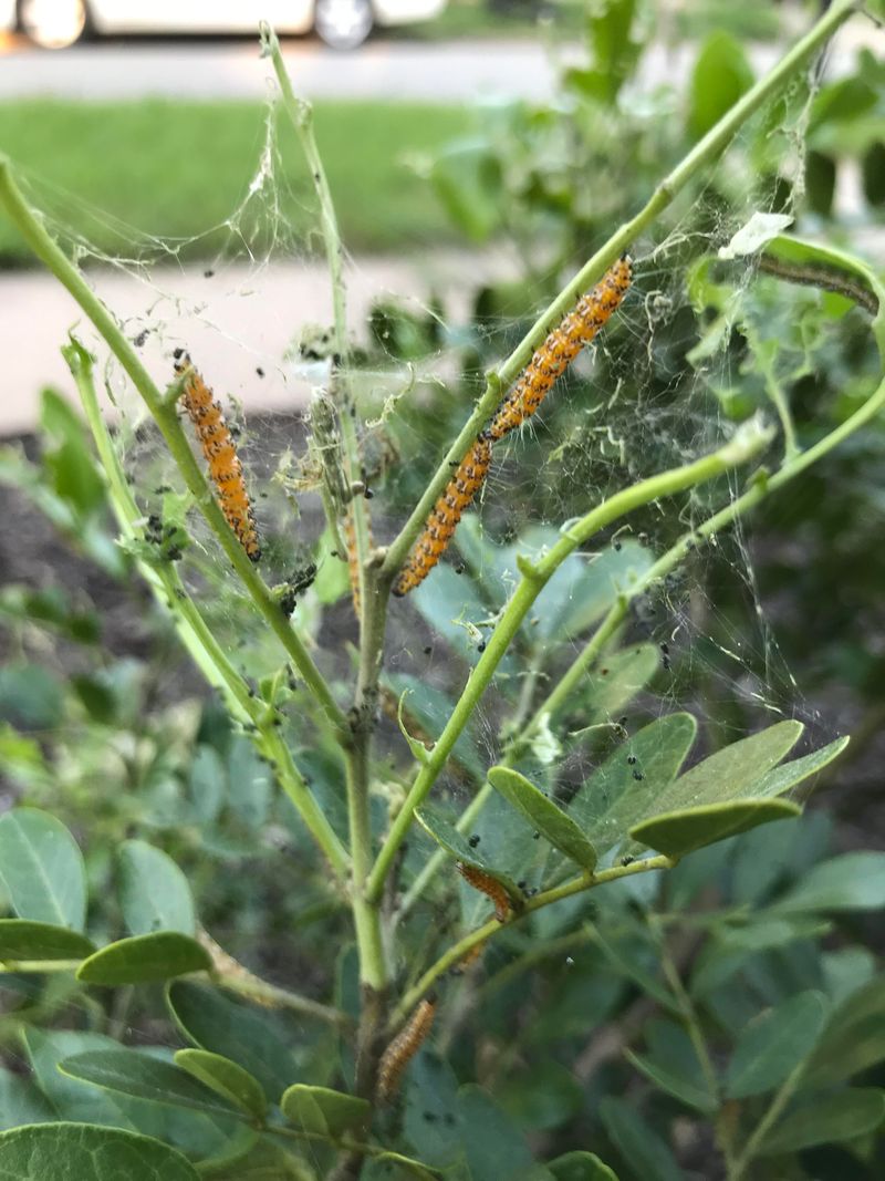 Loose webbing on new growth points to Genista caterpillars