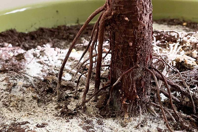 Loosen crowded roots without removing healthy root mass