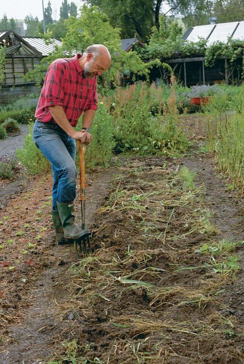 Loosen the soil and harvest before roots become oversized