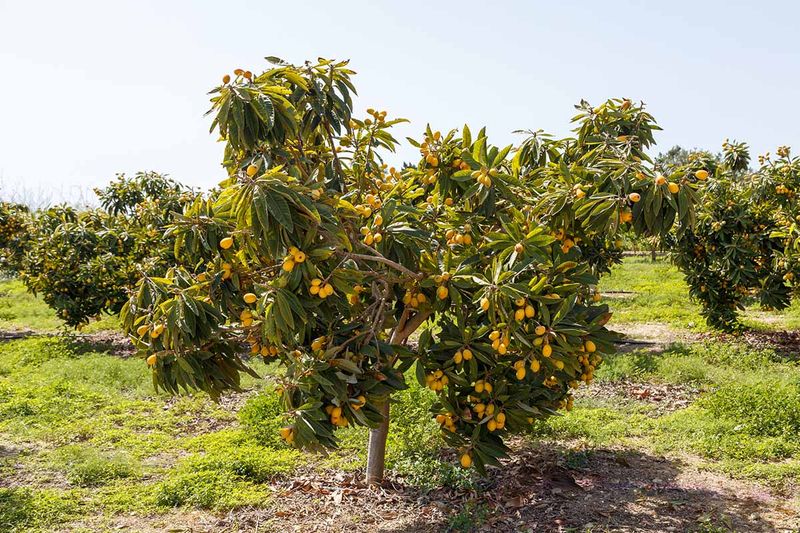 Loquat