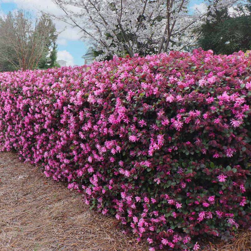 Loropetalum