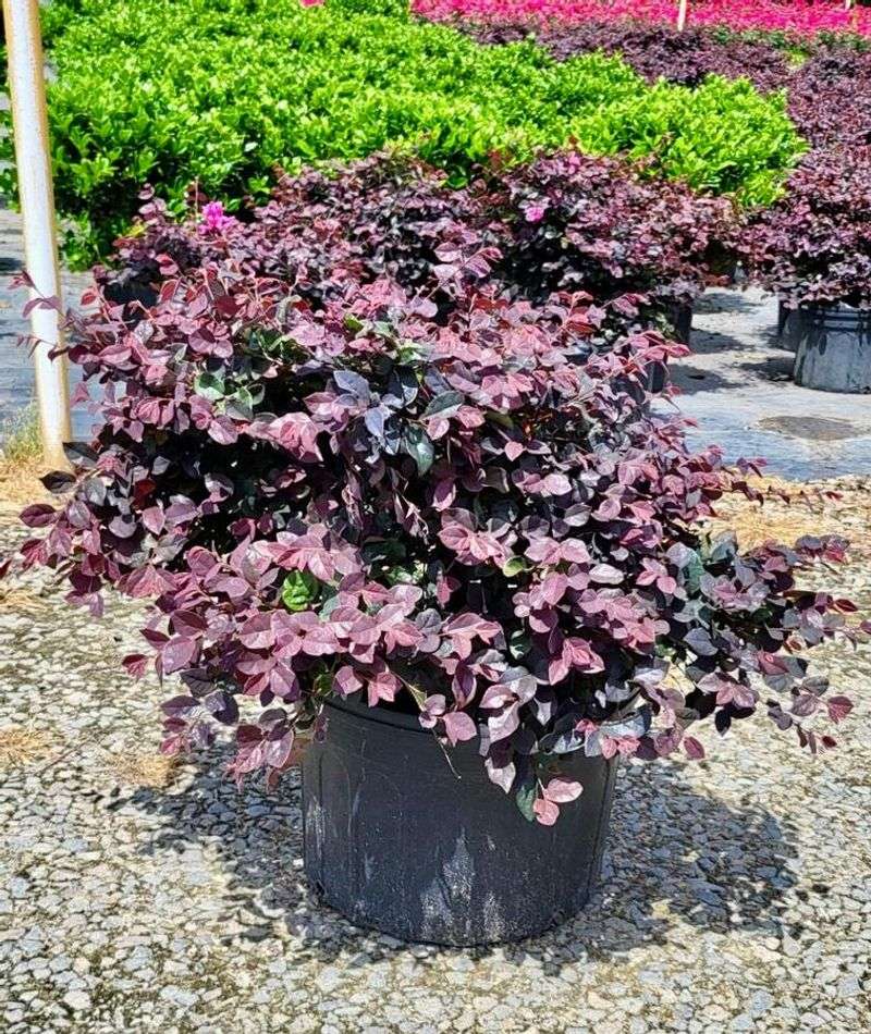 Loropetalum (Chinese Fringe Flower)