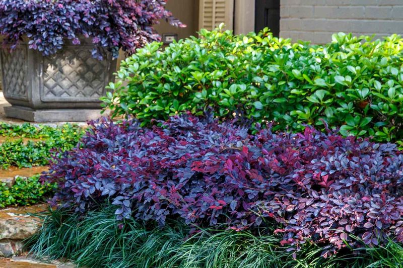 Loropetalum Loropetalum