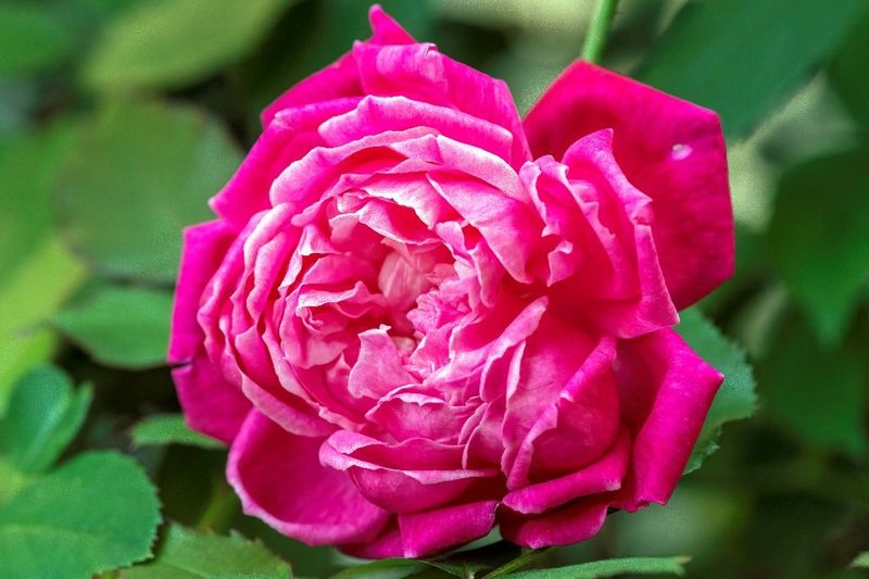 Louis Philippe