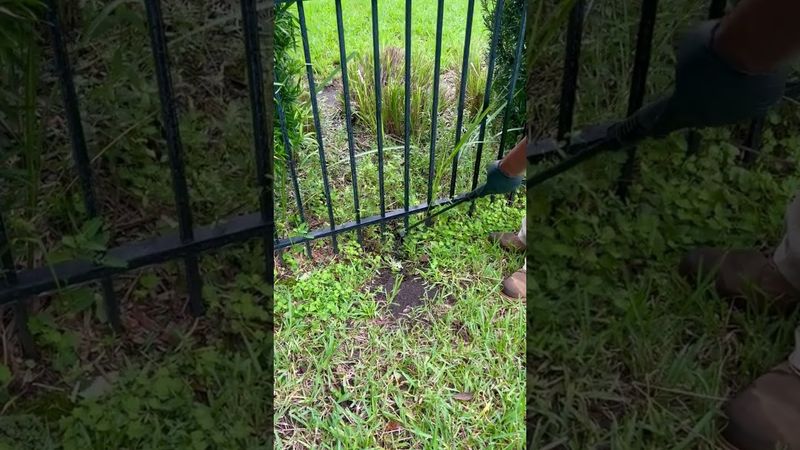 Low, Brushy Hiding Spots