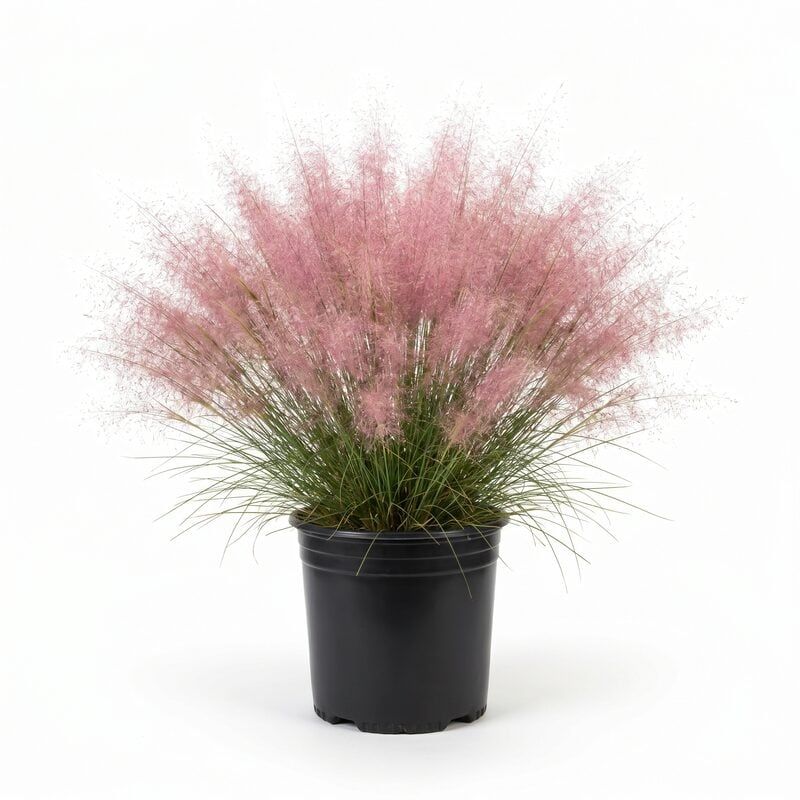 Low maintenance starts after the grass establishes