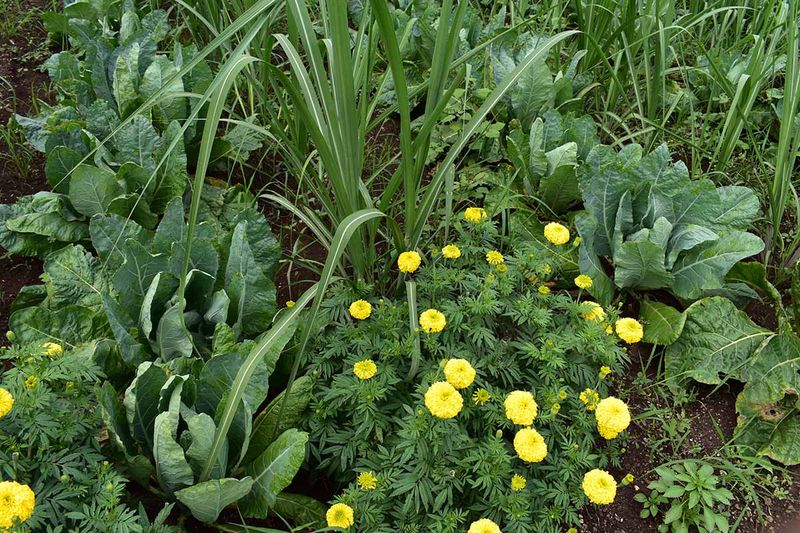 Lower Pest Injury Can Come With Lower Main-Crop Yield Lower Pest Injury Can Come With Lower Main-Crop Yield