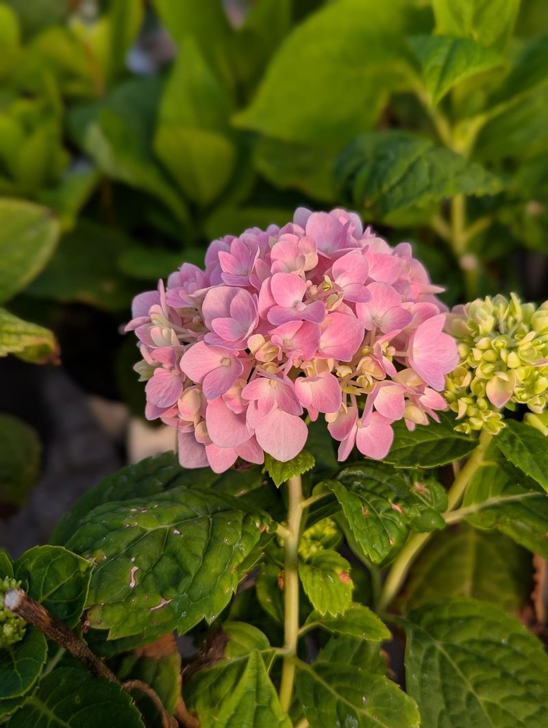 Lush Leaves Do Not Prove the Flower Buds Survived