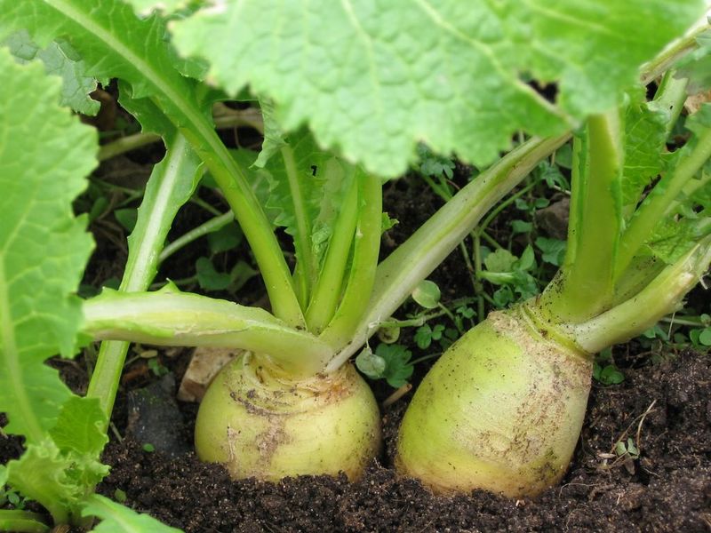 Lush tops and small roots point to several possible imbalances Lush tops and small roots point to several possible imbalances