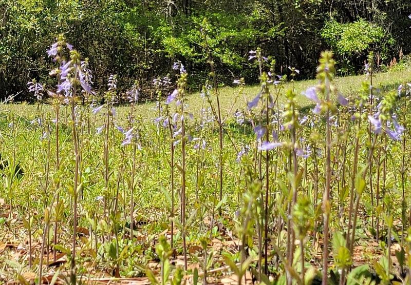 Lyreleaf Sage