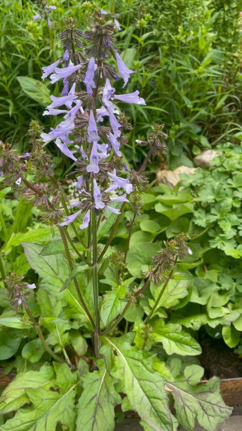 Lyreleaf sage Lyreleaf sage