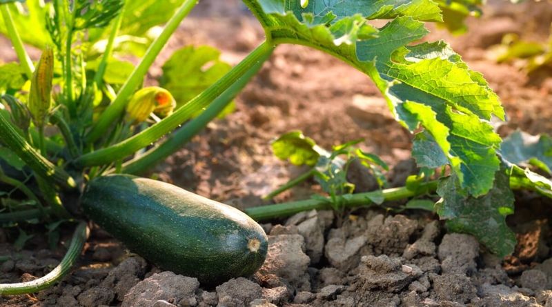 Maintain Even Moisture Without Treating Calcium as a Universal Cure