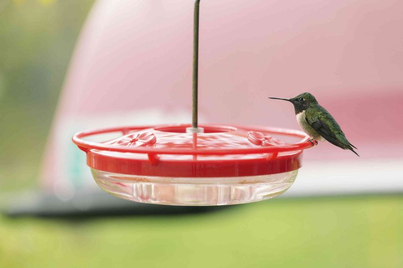 Maintain safe nectar and use nonchemical ant barriers
