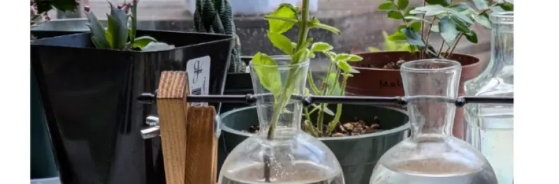 Maintain steady moisture while roots develop