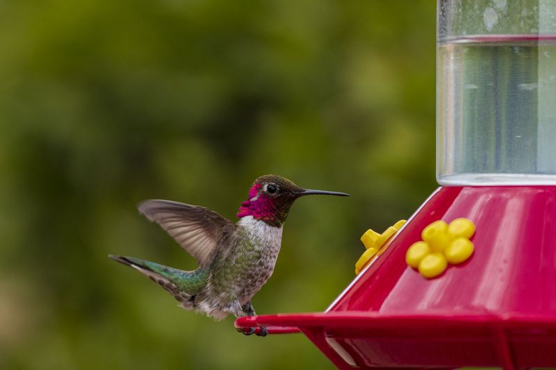 Maintain the Feeder as a Safe Supplement